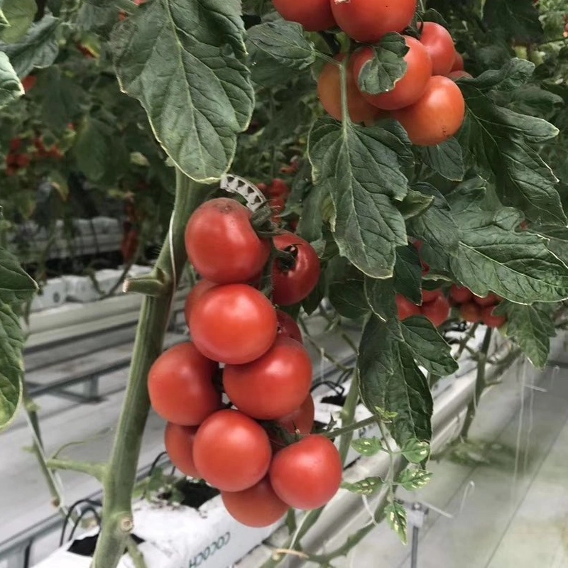 Automatic Shading System Multi-Span Greenhouse