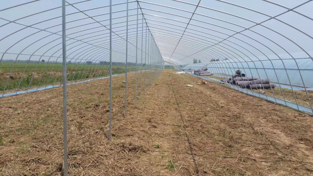 High Tunnel/Gothic/ Single Span Green House with Hydroponic/Shading/Cooling/Irrigation/Heating/Ventilation System