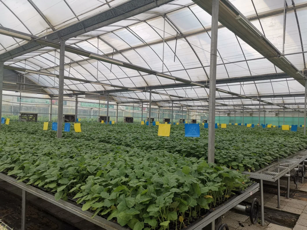 Hydroponic Grow System Plastic Film Greenhouse for Planting Tomato/Pepper/Cucumber/Ecological Restaurant