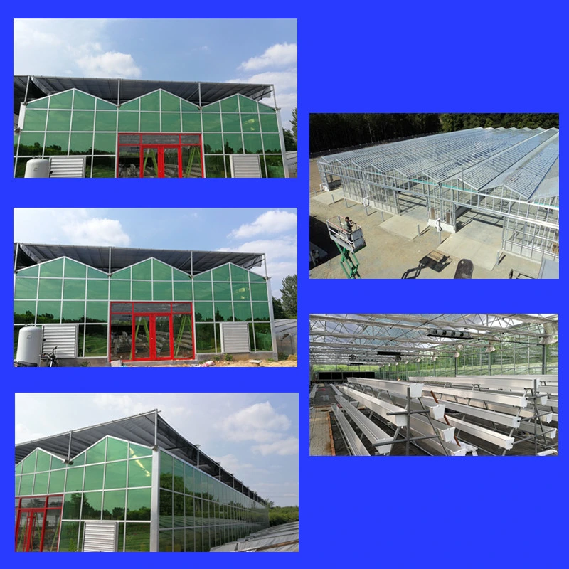 Venlo Glass Multi-Span Greenhouse Agriculture Greenhouse for Aquaponic Farm