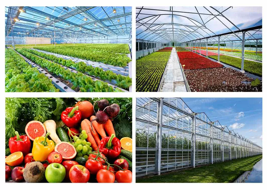 Intelligent Multi-Span Agricultural Plastic Film Greenhouses for Tomato/Cucumber/Strawberry/Lettuce Hydroponics