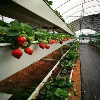 Breeding Vertical Farming Plastic Film Greenhouse with Hydroponic Growing Systems