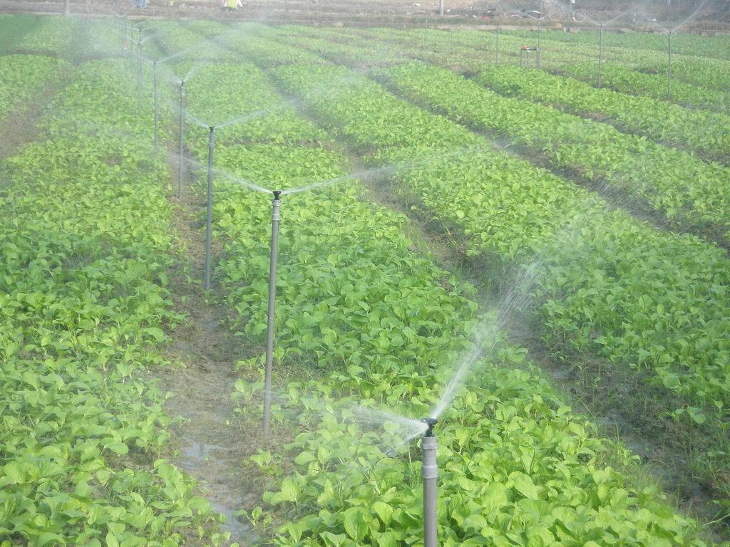 Venlo Glass Greenhouse for Vegetable Tomato Strawberry Cucumber Pepper