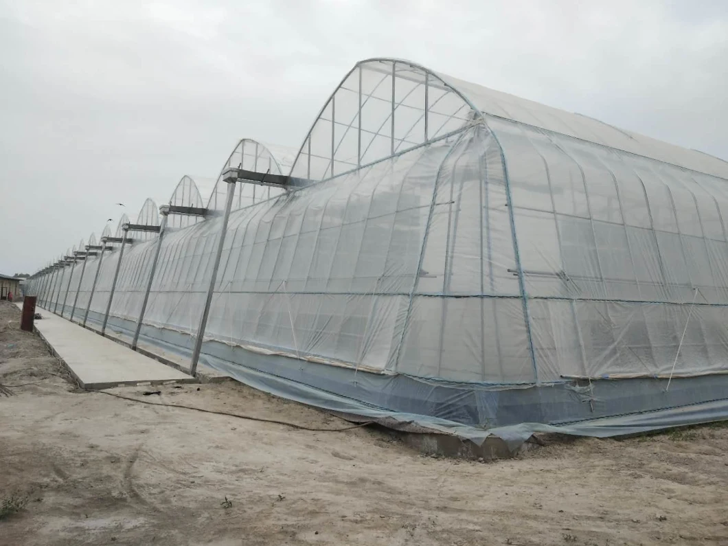Plastic Film Multi Span/Tunnel Hydroponic Greenhouse with Seedbed/Rolling Bench for Tomato Cucumber/Lettuce/Strawberry