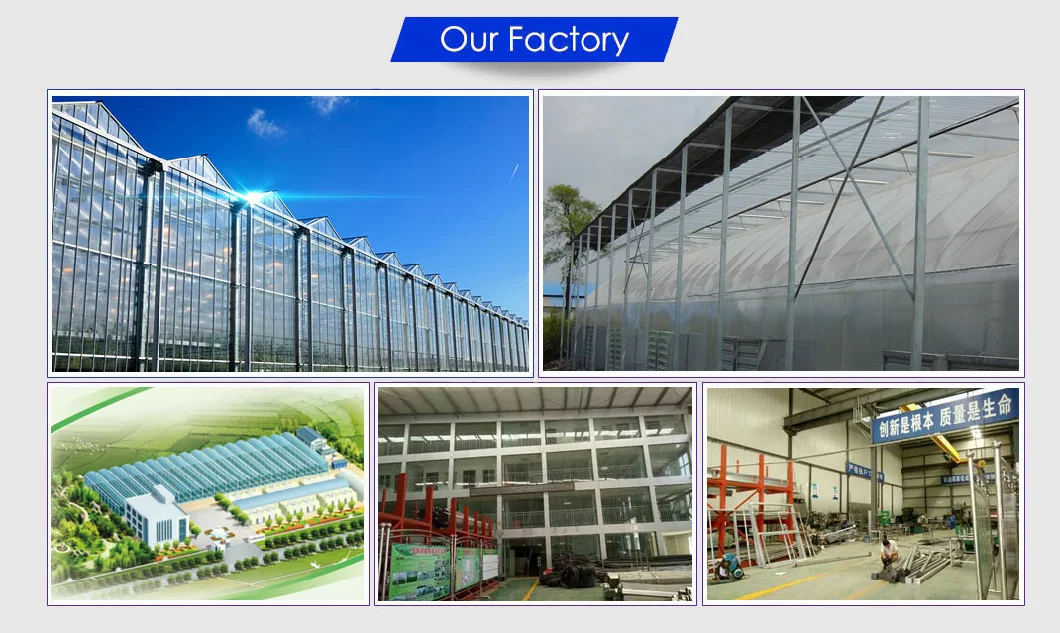 Farm Polycarbonate PC Venlo Greenhouse for Tomato Cucumber Vegetable Growing