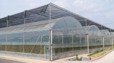 Poly Tunnel Greenhouse with Greenhouse Film for Commercial Agricultural