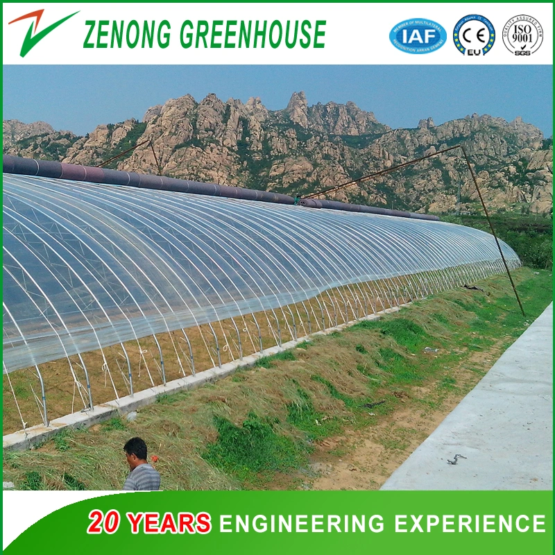 Low Cost Commercial Single Span Solar Greenhouse for Mushroom/Cucumber/Tomato Planting