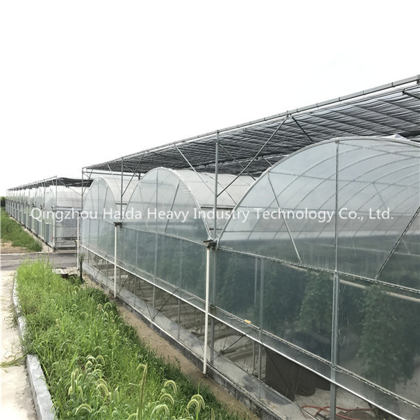Multi-Span Arch Type PC Film Greenhouse for Export