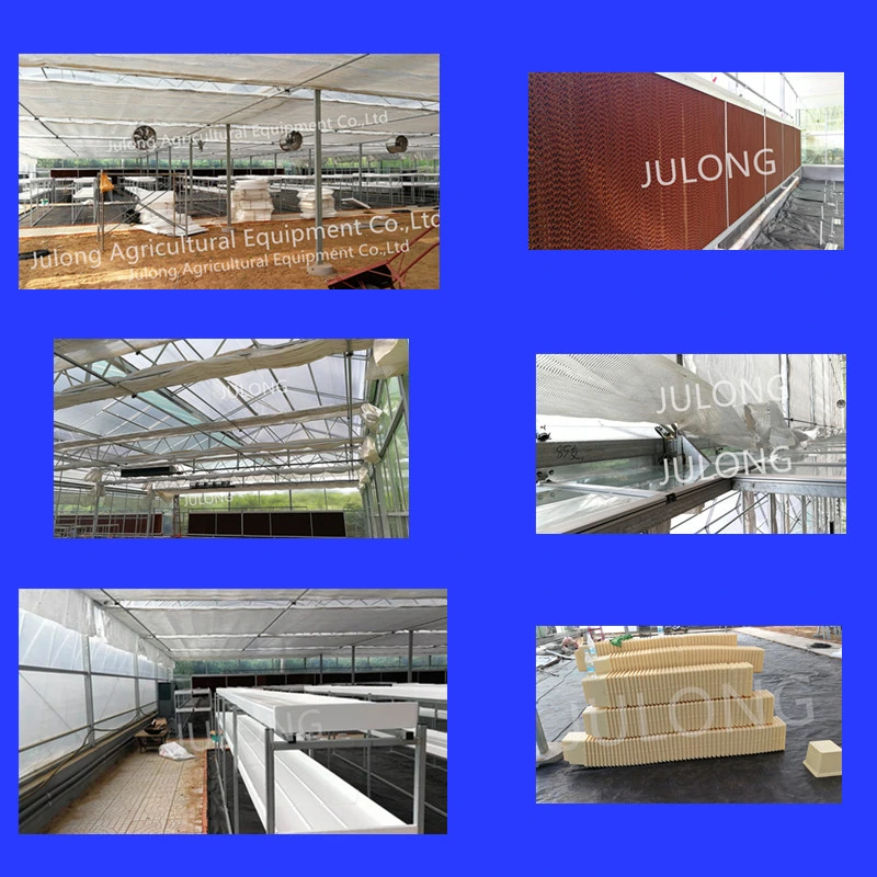 China Aquaponics Supplier F-Clean Multi-Span Film Greenhouse with Cooling Pad Exhaust Fan Greenhouse