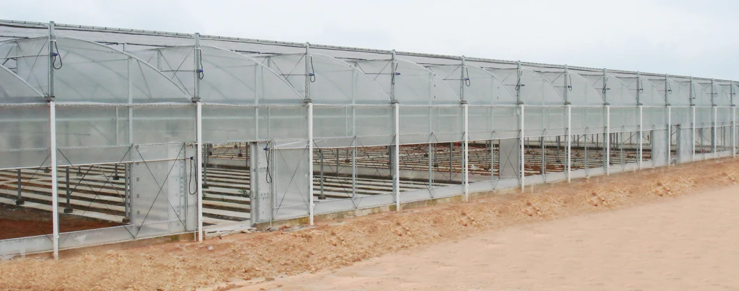 Economical and Practical Film Tunnel Greenhouse with Hydroponics System for Rose/Tomato/Strawberry/Lettuce/Cucumber Planting