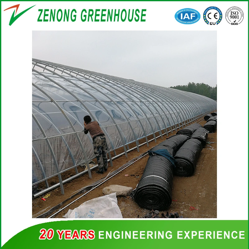 Plastic Film Single Tunnel Greenhouse with Shading Net for Mushroom/Cherry/Strawberry/Broccoli