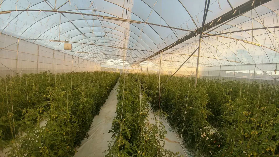 Plastic Po Film Multi-Span Greenhouse for Chinese Cabbage/Lettuce/Tomato/Potato/Cucumber