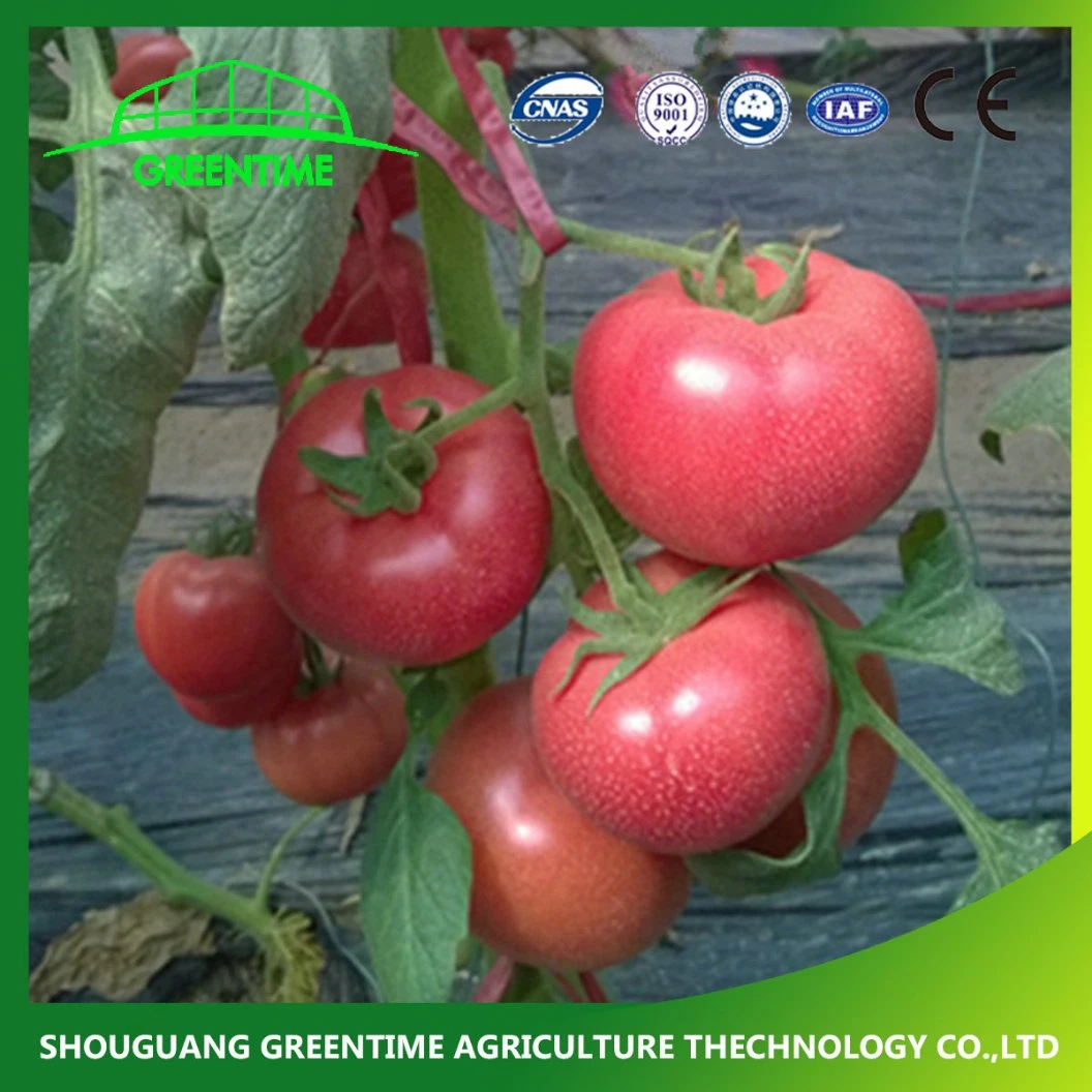 Cheap Greenhouse for Planting Vegetable Made in China
