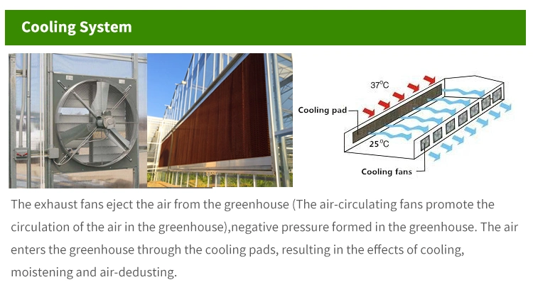 Low Cost Hydroponics Farm Greenhouse Polytunnel Multi Span Plastic Film Greenhouse Used Greenhouses