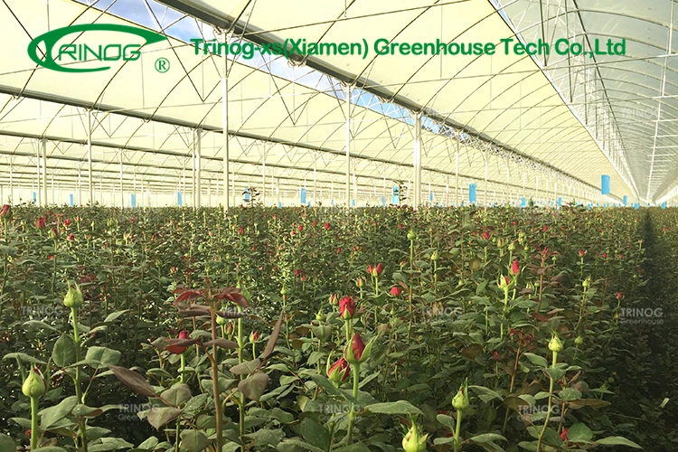 China Professional Leading Greenhouse for Commercial Agriculture Multi-Span Film Greenhouse with Shading System