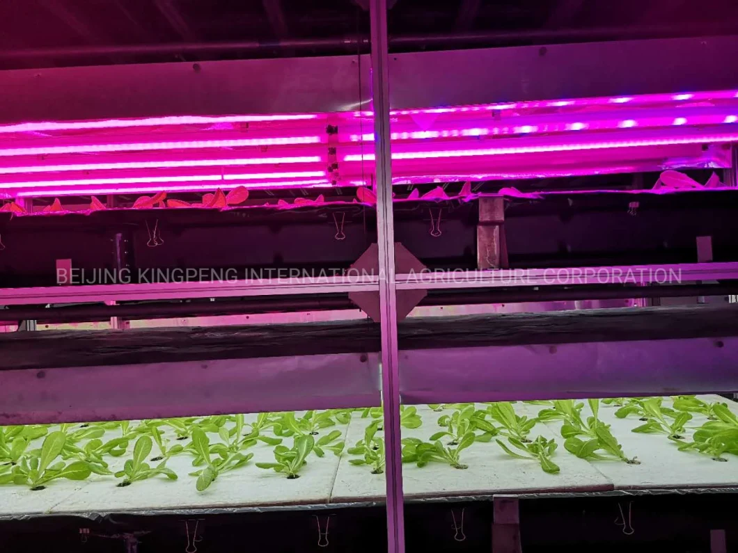 Hydroponics Greenhouse for Vegetable Cucumber Tomato Lecttue
