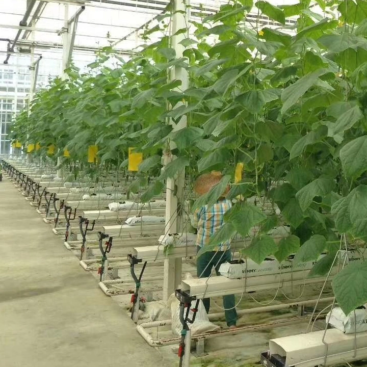 Chinese Cheap Tomato/Strawberry/Lettuce Hydroponic Plastic Film Greenhouse