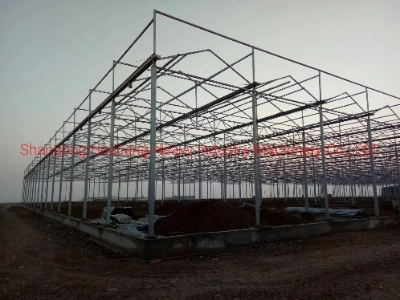 Commercial Multispan Glass Greenhouse with Hydroponics for Tomato/Cucumber/Hemp