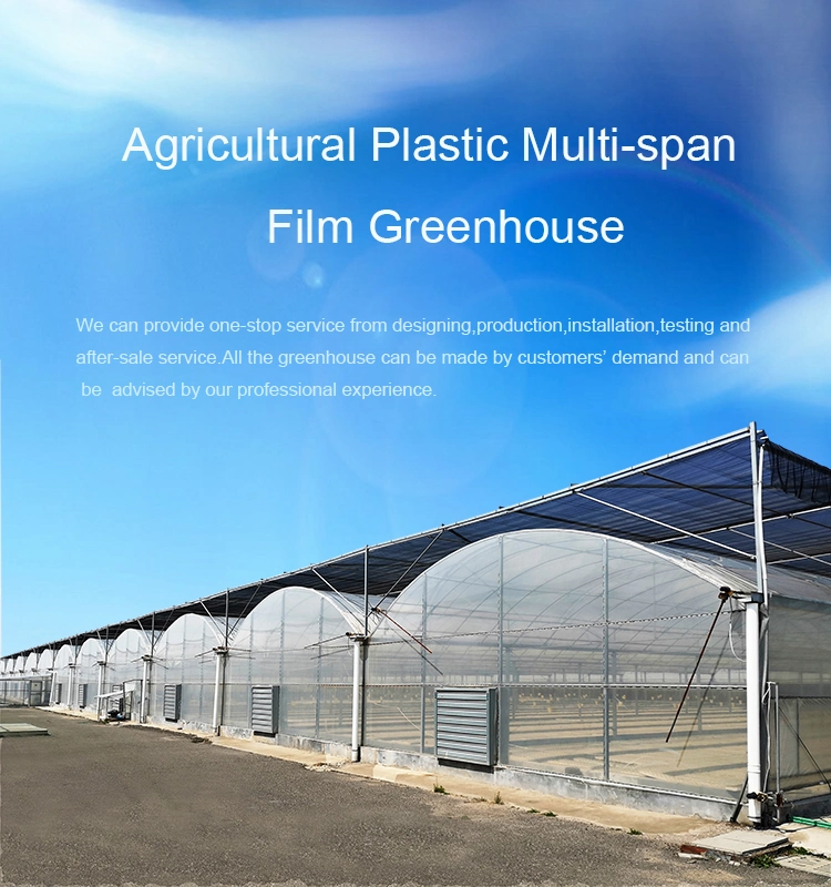 Top Sale Plastic Film Greenhouse/ Turkey Greenhouse for Cucumber/Pepper/Eggplant/Lettuce
