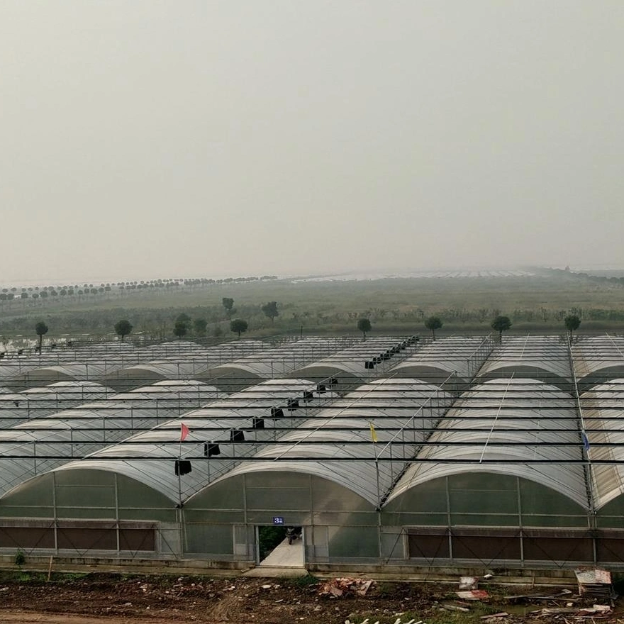 Multispan Tunnel Agricultural Greenhouse Greenhouse for Strawberry