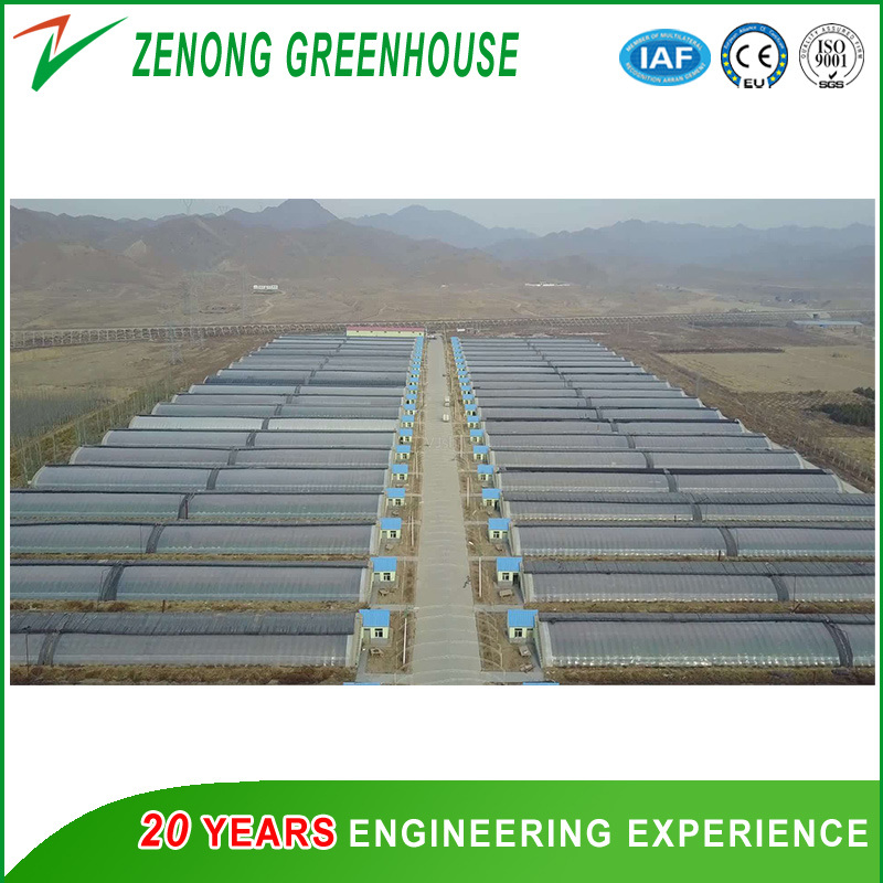 Commercial Multi-Span PC Sheet Intelligent Greenhouse for Tourism/Flower Market/Seedling Breeding