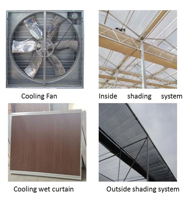 Economical and Practical Film Tunnel Greenhouse with Hydroponics System for Rose/Tomato/Strawberry/Lettuce/Cucumber Planting