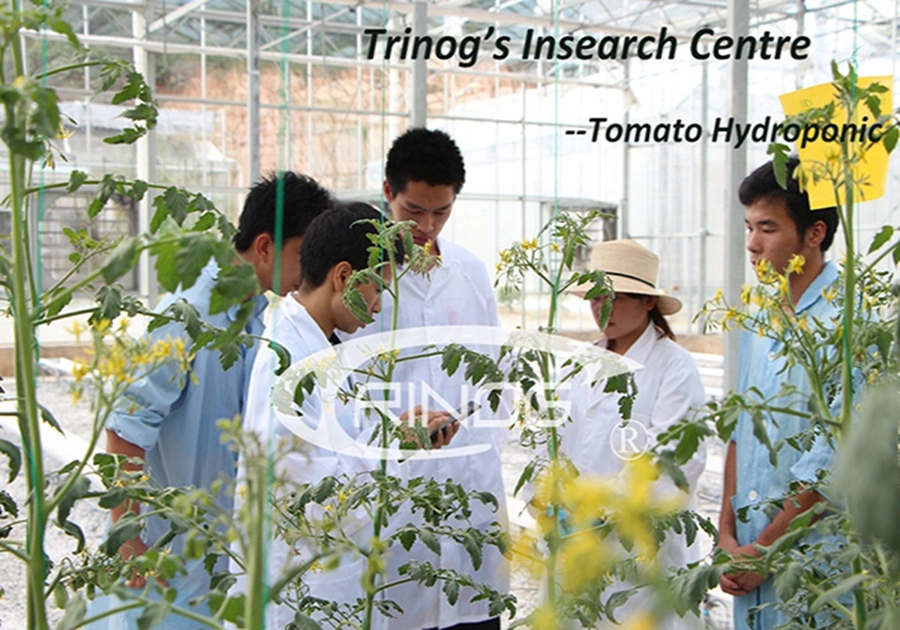 Commercial Inner Shading System Cooling Greenhouse Covering Multi-span Film Greenhouse