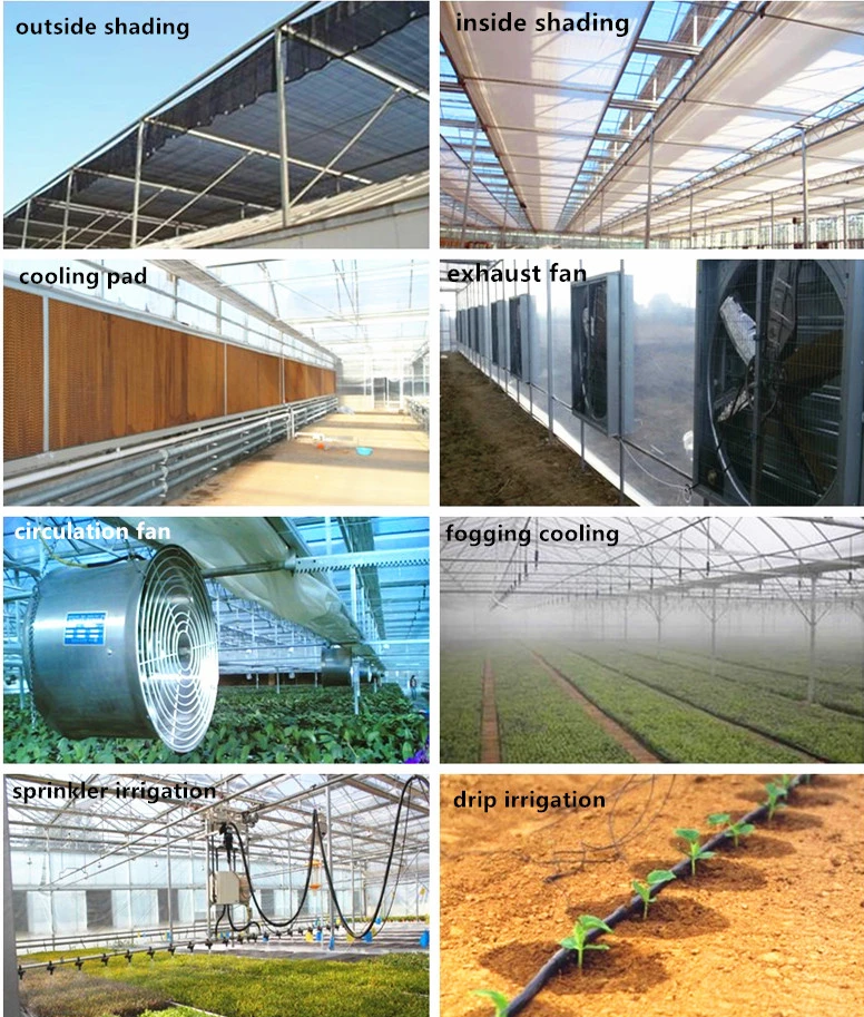 Venlo Glass Greenhouse with Mist-Irrigation System for Seed Breeding/Flowers