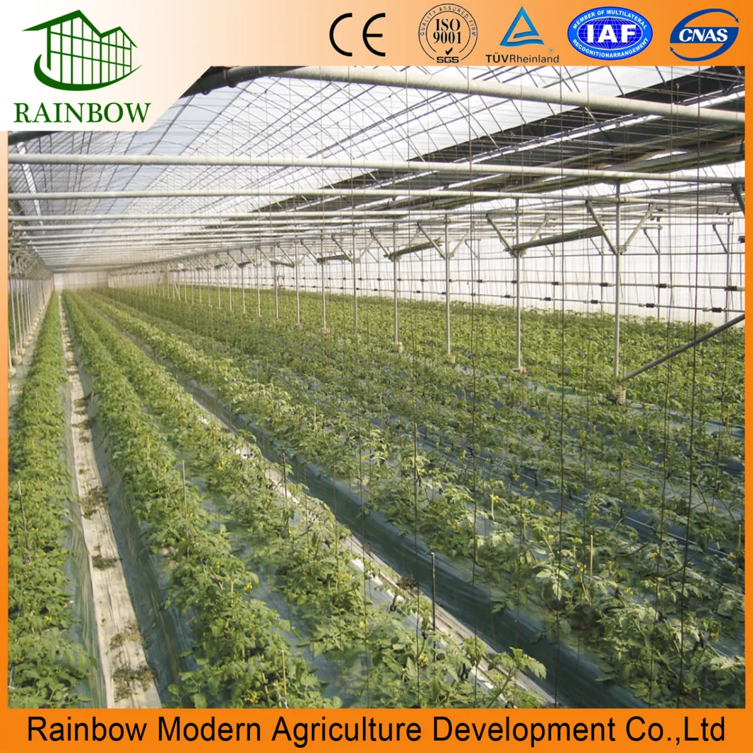 Multi-Span Arch-Type Film Greenhouse with Hydroponics System