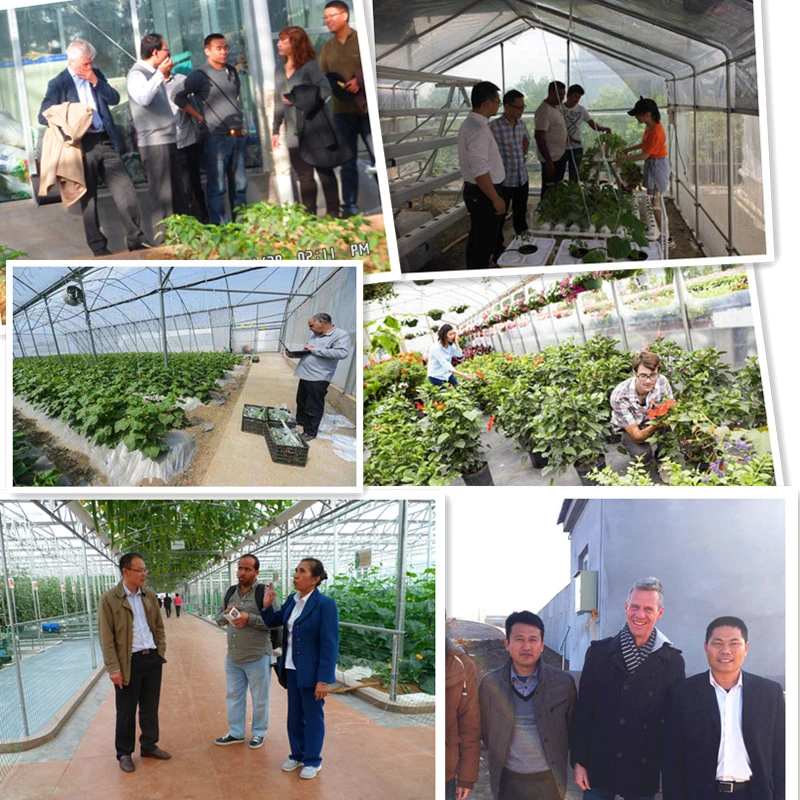 Tunnel Intelligent Greenhouse Covered with PO/PE/Pep Film for Planting Vegetables/Flowers/Fruits