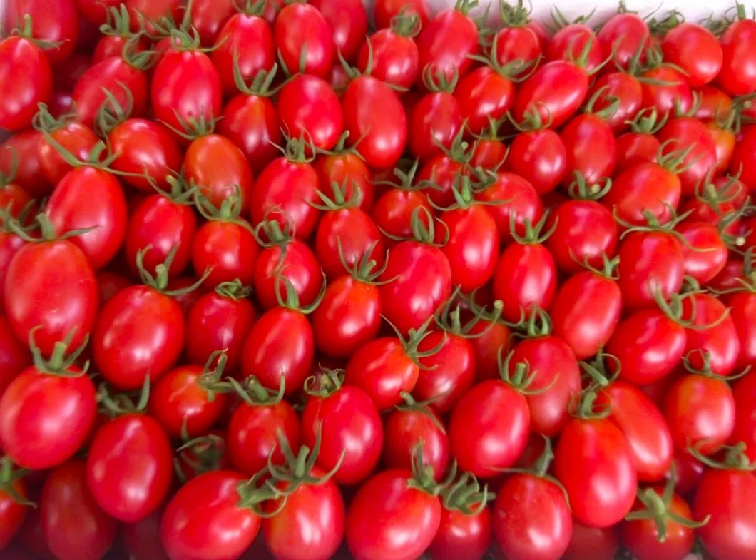 Red Color Fresh Cherry Tomato From Cherry Tomato Greenhouse