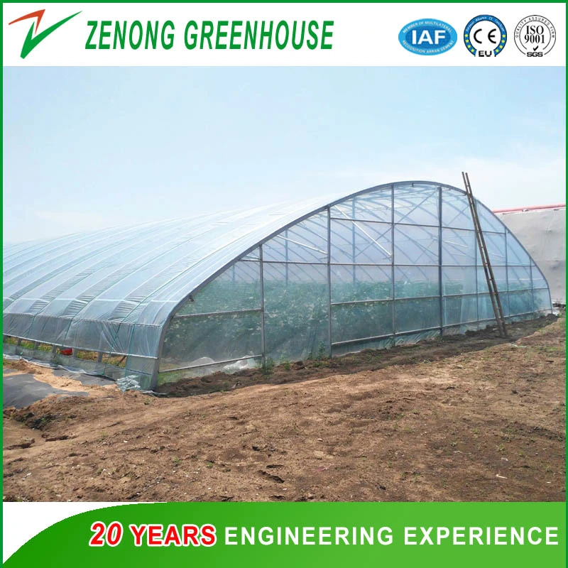 Po/PE Film Single-Span Greenhouse with Hydroponics for Cabbage/Green Cucumber/Eggplant/Chili/Tomato
