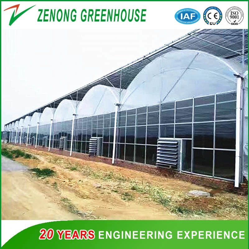 Large Size Multispan Plastic Film Covered Arch Greenhouse for Tomato/Cucumber/Melon/Strawberry