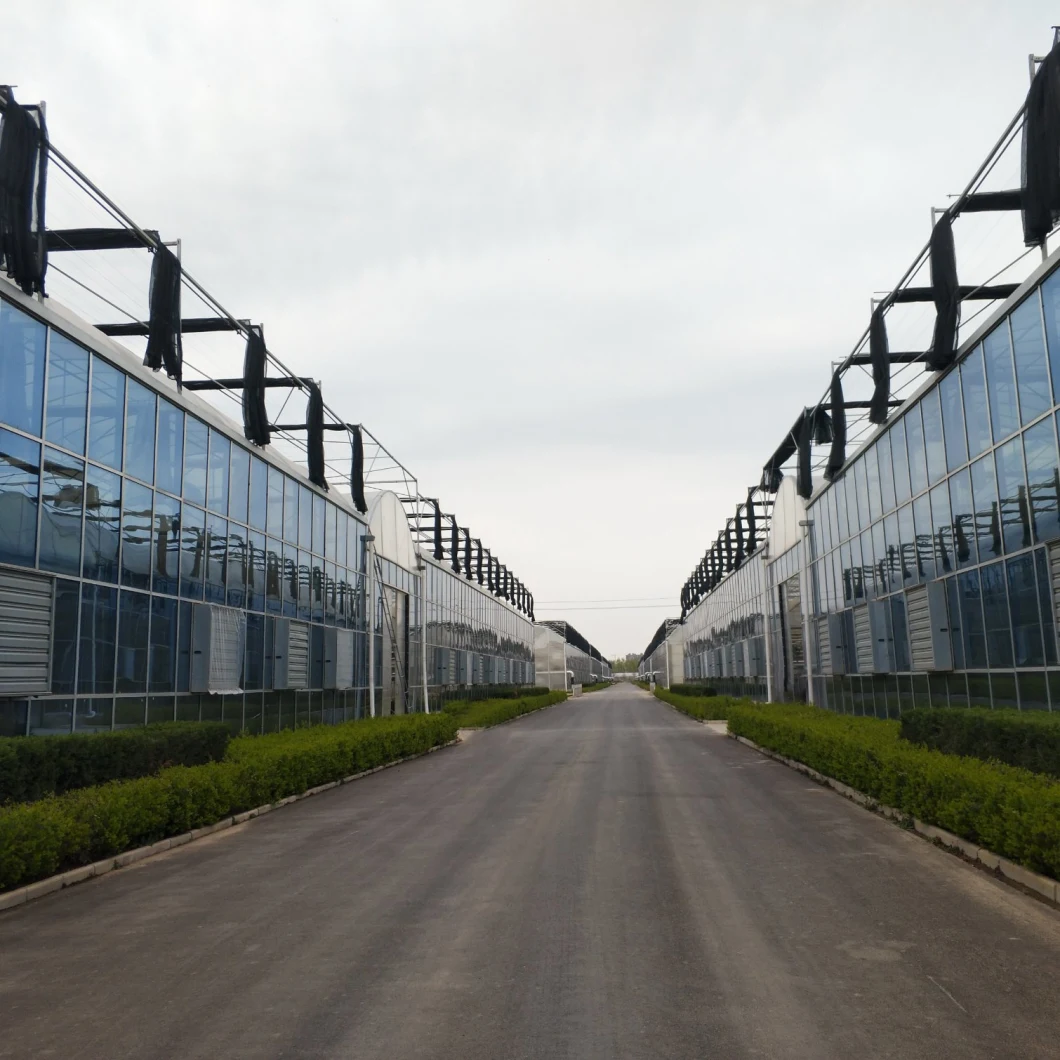 Multi-Span Greenhouses Glass Greenhouse for Agricultural