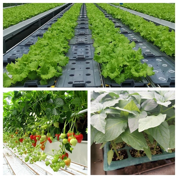 Agriculture Steel Structure Plastic Film Greenhouse for Planting Tomato/Strawberry/Cucumber/Pepper/Flower