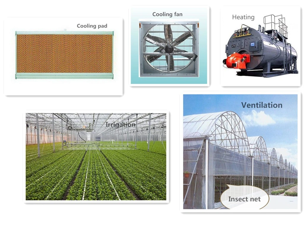 Multi Span Greenhouse with Ventilation System and Shading System