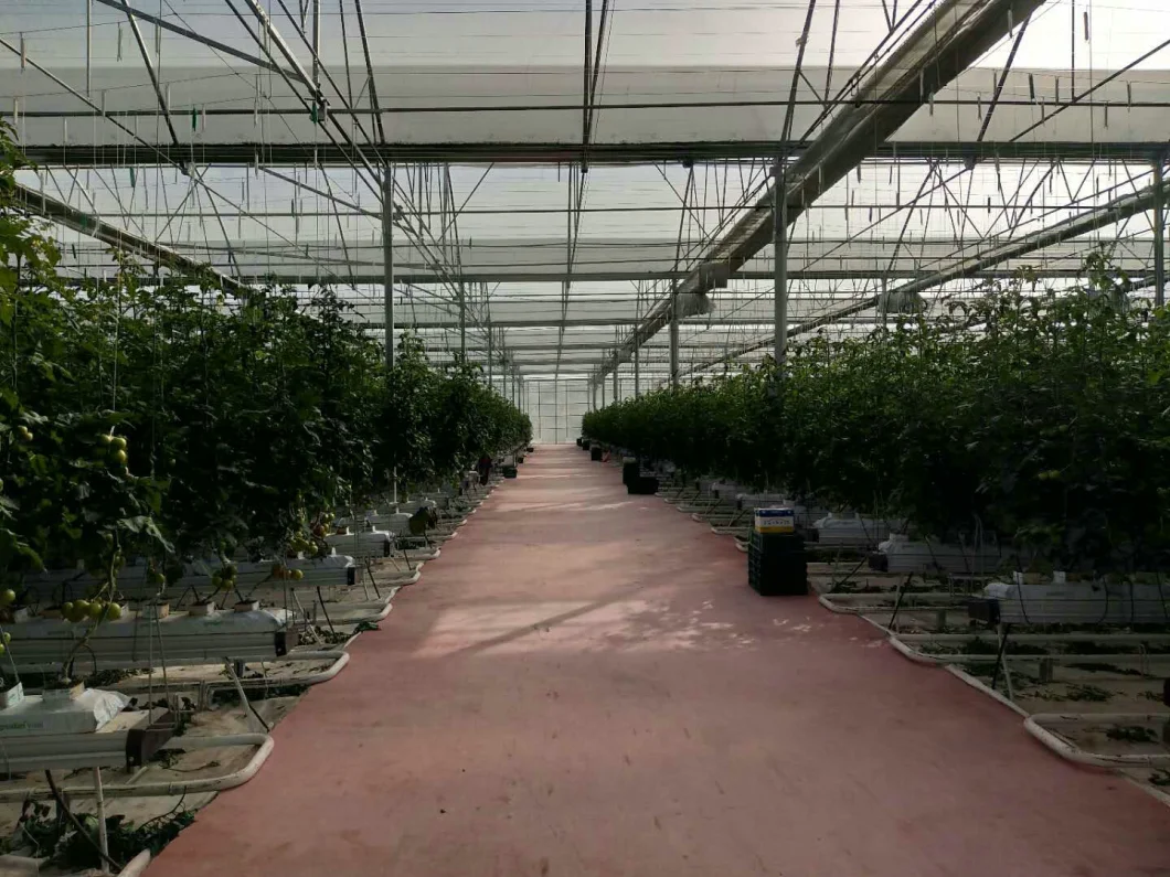 Commercial/Agricultural Multi Span Plastic Film Hydroponic Growing Greenhouse for Vegetable Growing with Cooling/Shading/Irrigation System