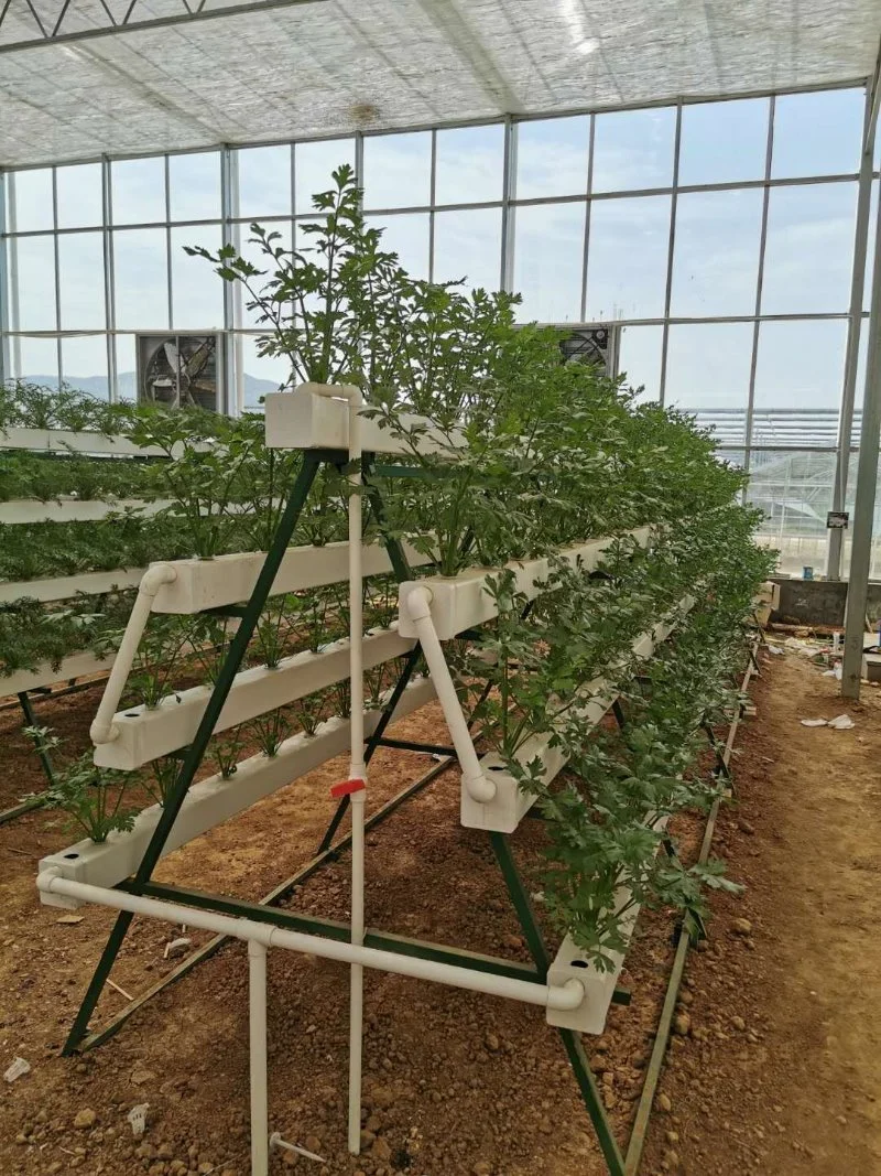 Aquaponic Lettuce Hydroponics Growing Greenhouse Farm for Sale