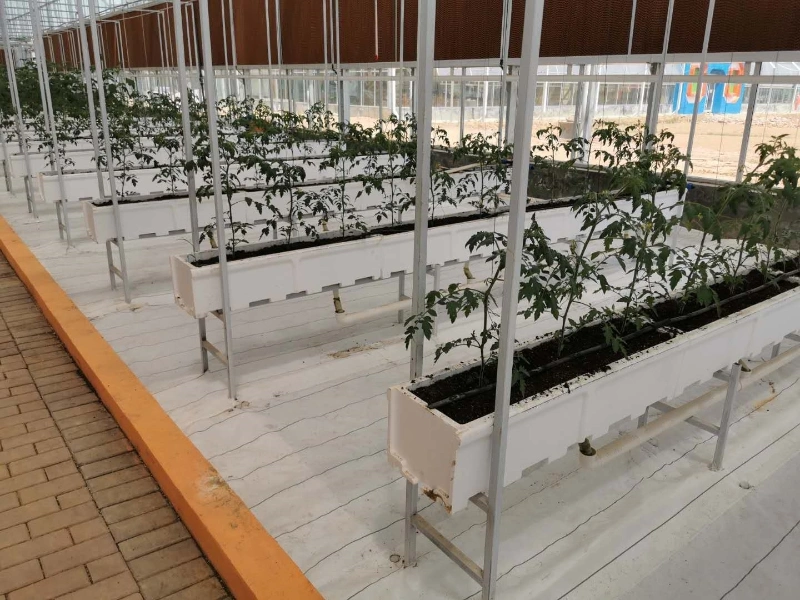 Commercial Greenhouse with Aquaponic