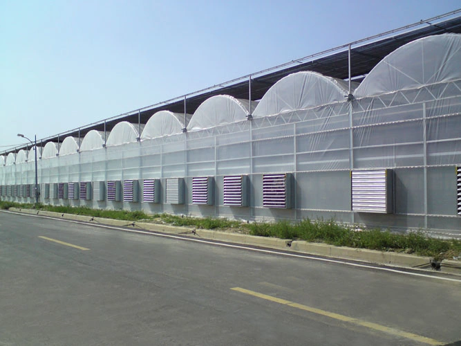 Agriculture Productive Multi-Span Plastic Film Greenhouse for Tomato/Strawberry/Cucumber/Garden Cultivation
