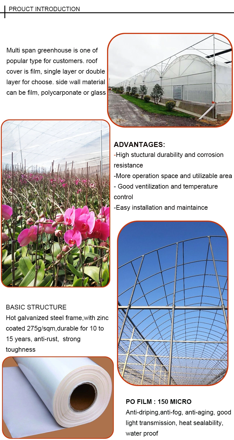 Multi Span Cherry Tomatoes Greenhouse for Agricultural