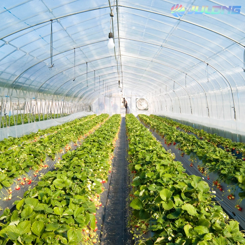 Cheapest Plastic Film Tunnel Greenhouse for Tomato and Cucumber Growing