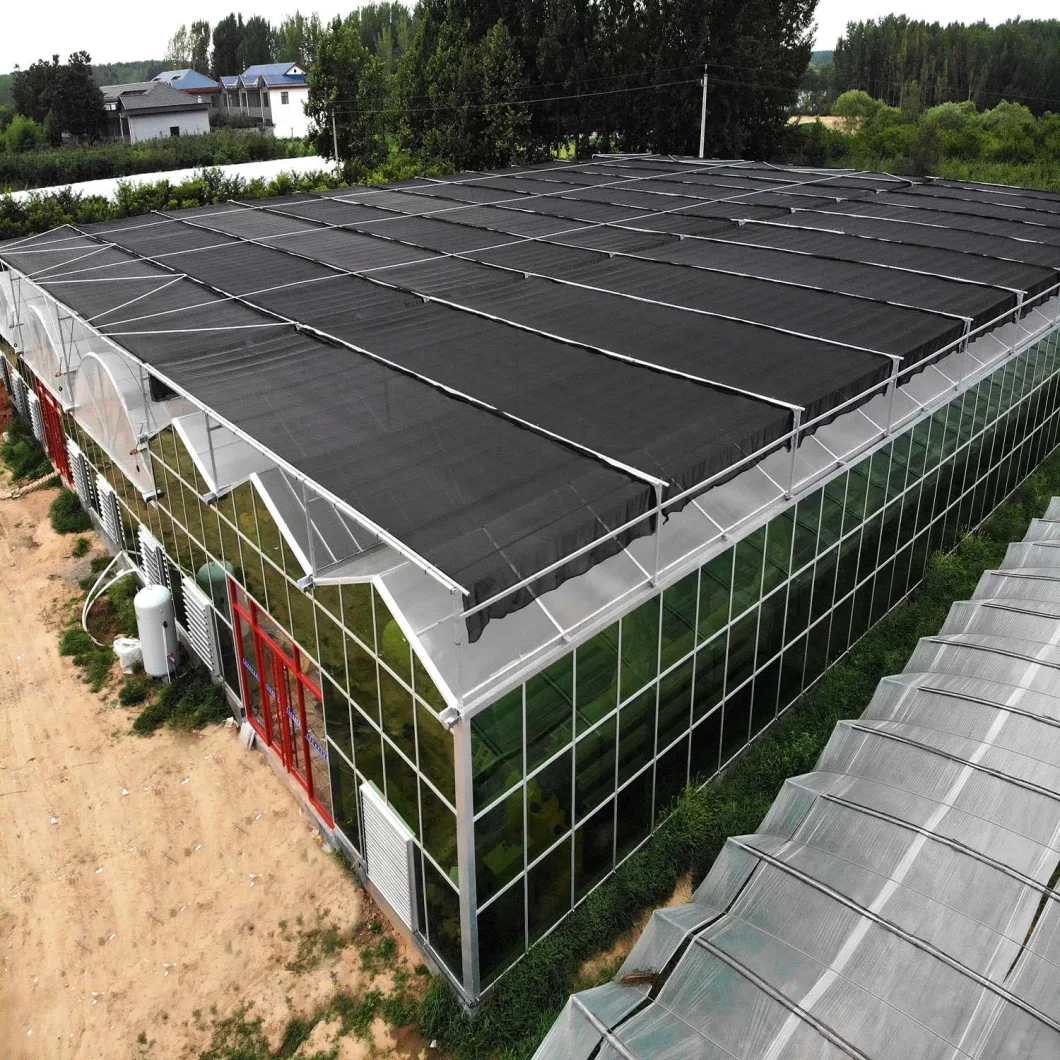 Single Double Layer Glass Intelligent Greenhouse for Tomato