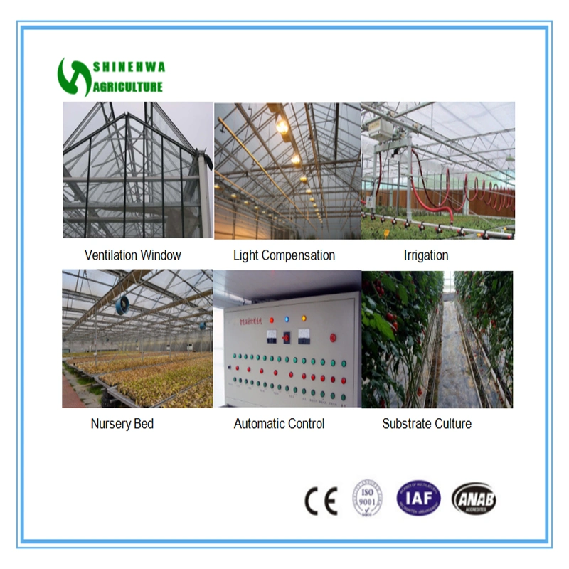Glass Greenhouse/Multi-Span Glass Greenhouse for Tomato and Cucumber