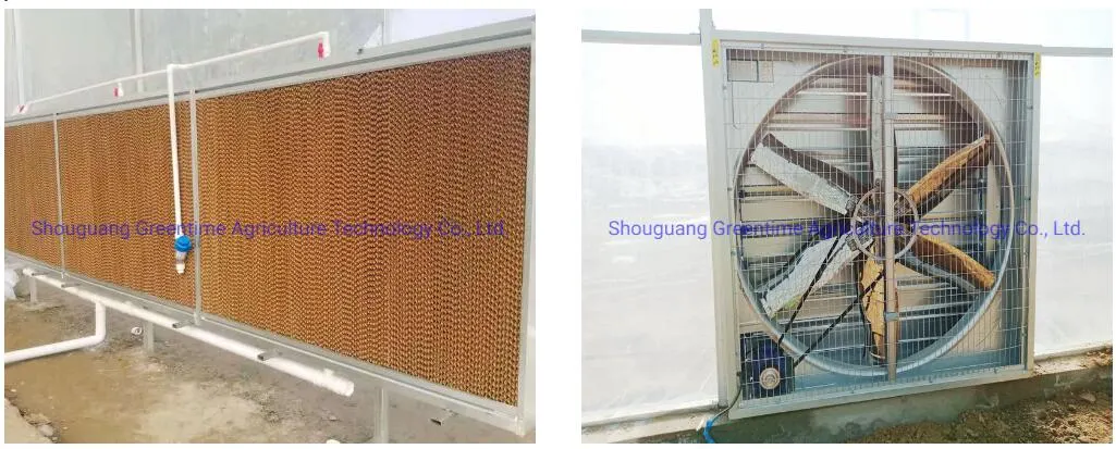 Arch Type PE/Po Film Agricultural Multi-Span Greenhouse for Planting Cucumber