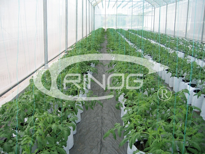 Agriculture/Farm/Single-Span/Tunnel Plastic Film Greenhouse with Irrigation System for Tomato/Strawberry/Cucumber Planting