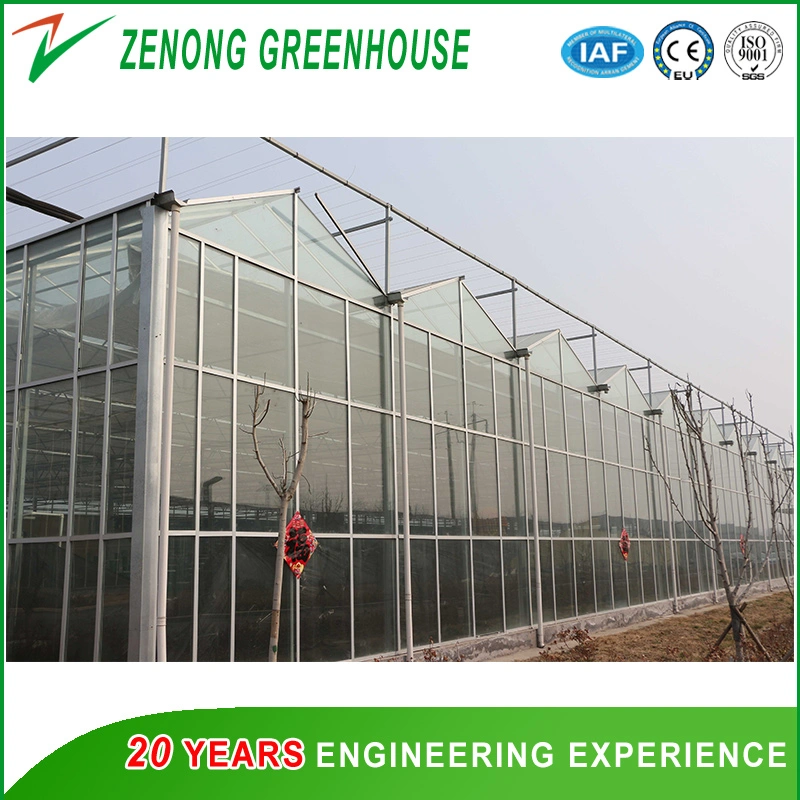 Modern Agriculture Glass Multi-Span Greenhouse for High-Tech Display/Sightseeing/Seedling Breeding
