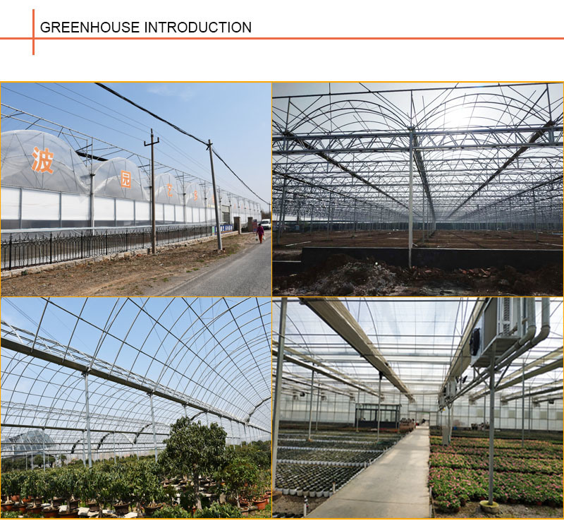 Tomato Cocopeat Hydroponic Growing Greenhouse with Drip Irrigation System