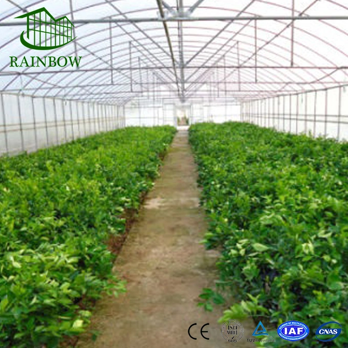 Commercial/Hydroponic Single Span Plastic Film Greenhouse for Vegetable Planting