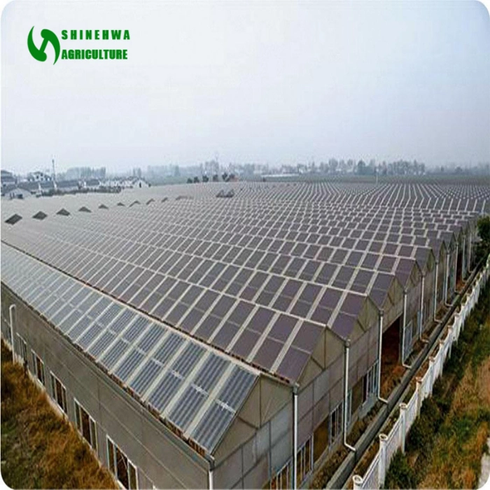 Modern Style Venlo Polycarbonate/Glass Solar Photovoltaic Panel Greenhouse